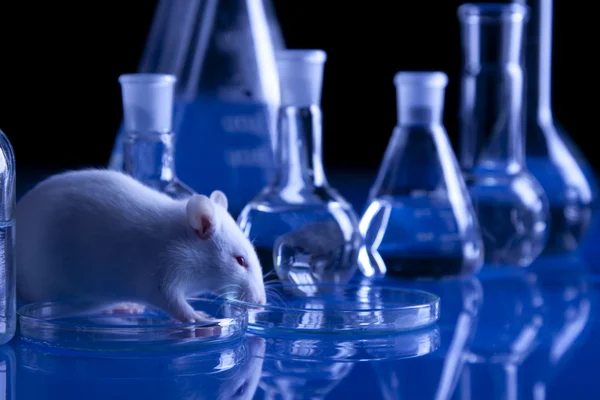 Rato Laboratório Teste Animais — Fotografia de Stock
