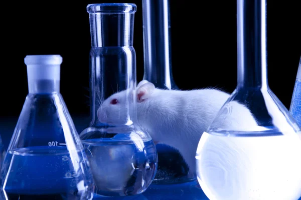 stock image Rat in laboratory, test on animals