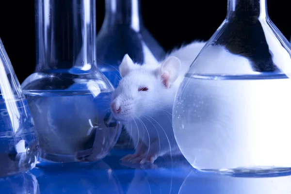 Szczur w laboratorium, badania na zwierzętach — Zdjęcie stockowe