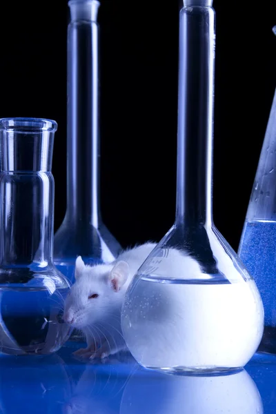 Rata Laboratorio Prueba Con Animales — Foto de Stock