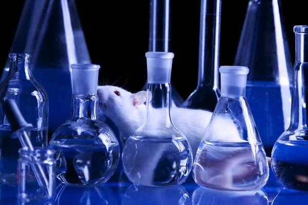 Rat in laboratory, test on animal — Stock Photo, Image