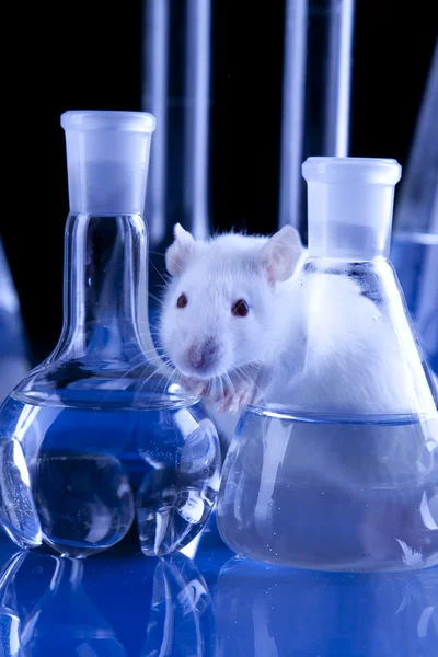 stock image Rat in laboratory, test on animals