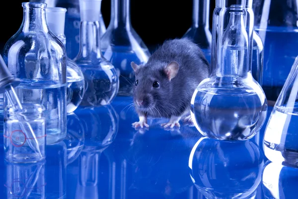 Rata en laboratorio, ensayo con animales — Foto de Stock