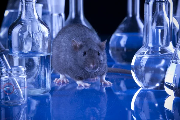 Rata en laboratorio, ensayo con animales — Foto de Stock