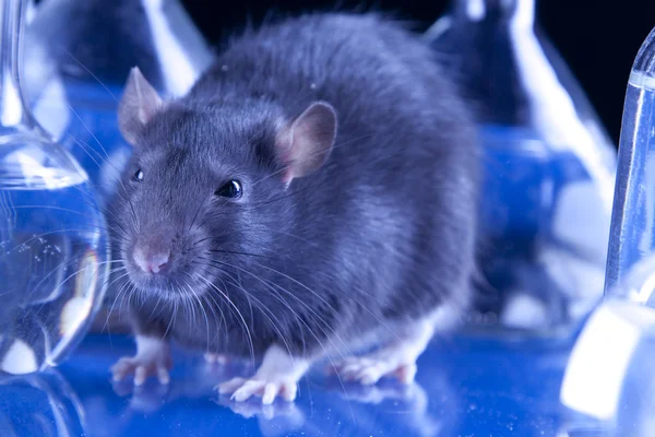 Rat in laboratory, test on animal — Stock Photo, Image