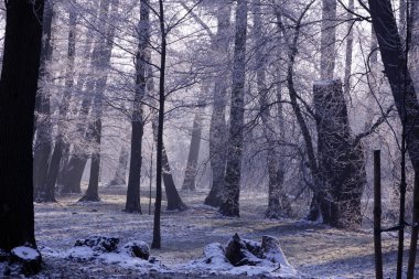 Kış park