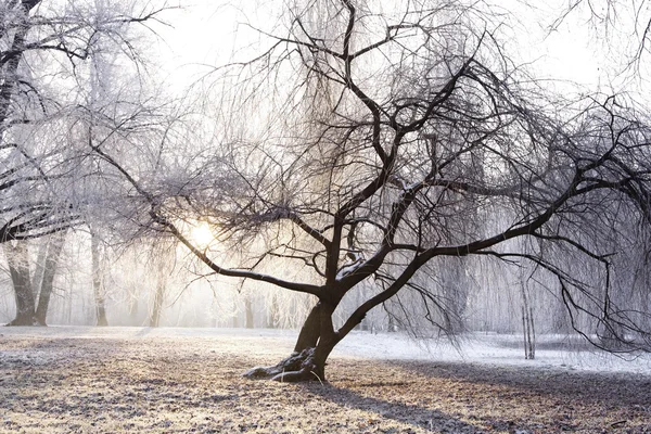 Winter Park Scenery Sun — Stock Photo, Image