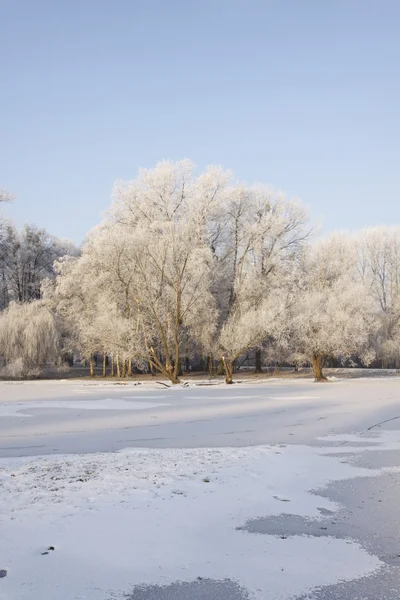 冬季公园风光和太阳 — 图库照片