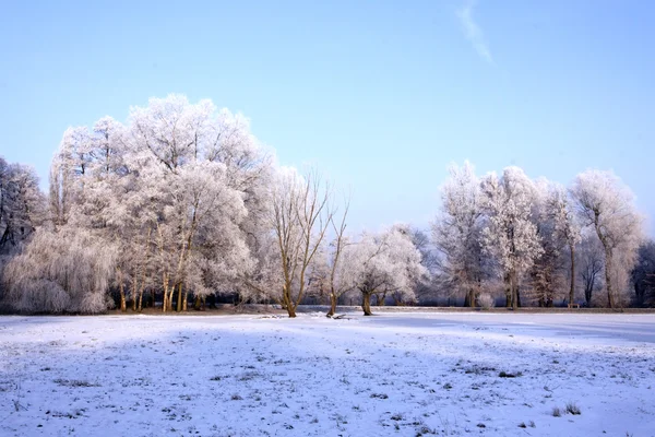 冬季公园风光和太阳 — 图库照片