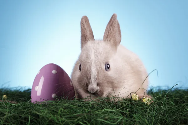 Wielkanocne zwierzęta! — Zdjęcie stockowe