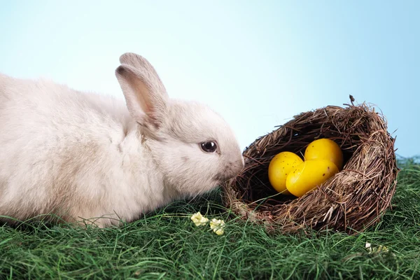 Easter hayvan! — Stok fotoğraf