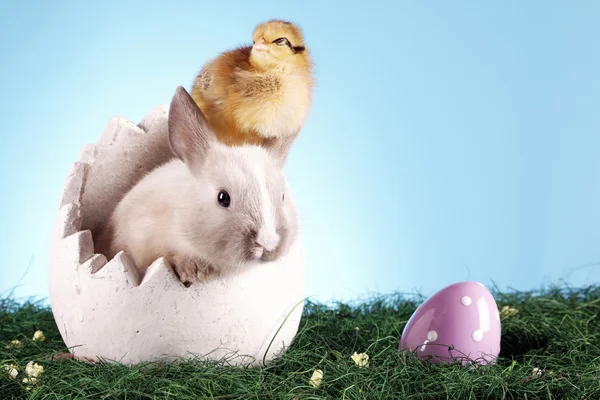 Húsvéti állatok! — Stock Fotó