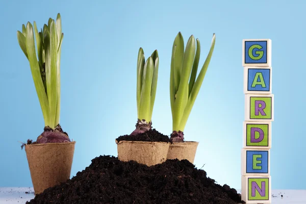 Gardening concept — Stock Photo, Image
