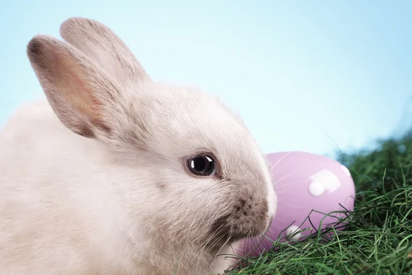 Animales de Pascua ! — Foto de Stock