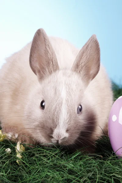 Animales de Pascua ! —  Fotos de Stock