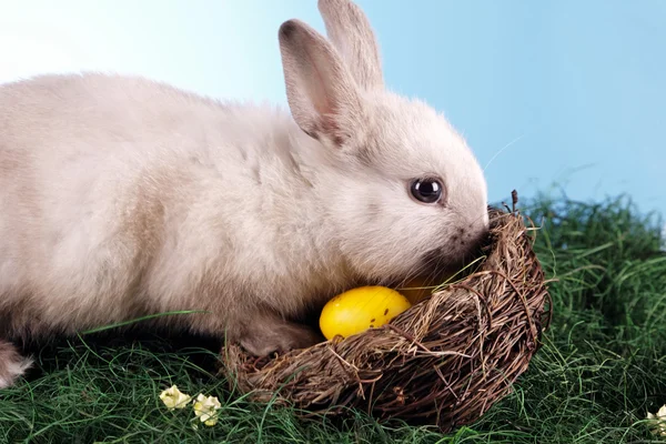 Easter Animals! — Stock Photo, Image