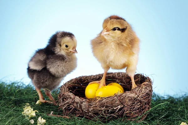 Easter Animals! — Stock Photo, Image