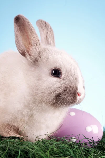 Animales de Pascua ! — Foto de Stock