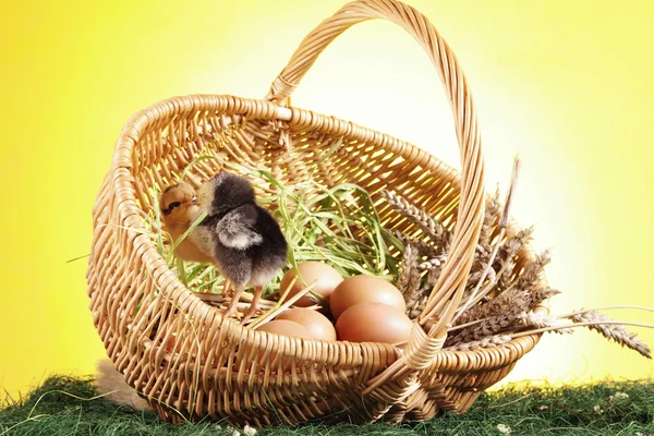 Velikonoce zvířata! — Stock fotografie