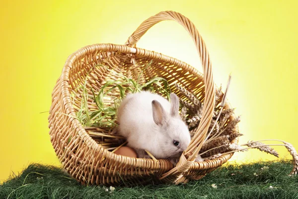 Húsvéti állatok! — Stock Fotó