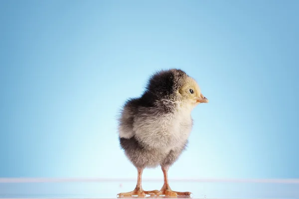 Young Chicken — Stock Photo, Image