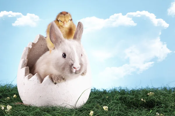 Wielkanocne zwierzęta! — Zdjęcie stockowe