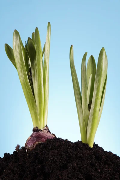 Young fresh seedling — Stock Photo, Image