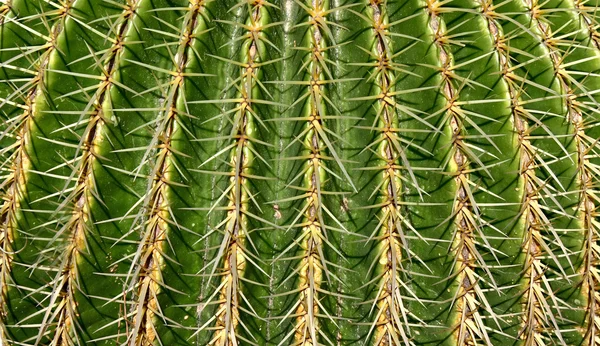 stock image Cactus