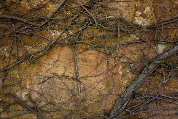 stock image Wall braided by the dried up liana