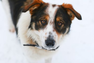 güzel bir köpek sevimli portresi