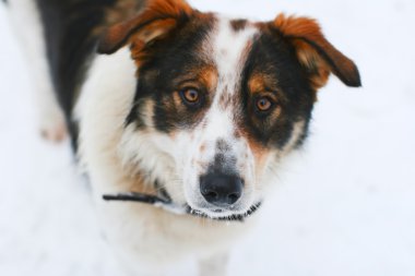 Adorable portrait of a beautiful dog clipart