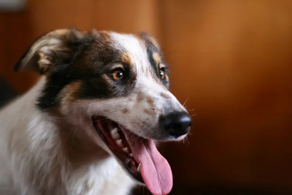 Portret pięknego psa — Zdjęcie stockowe