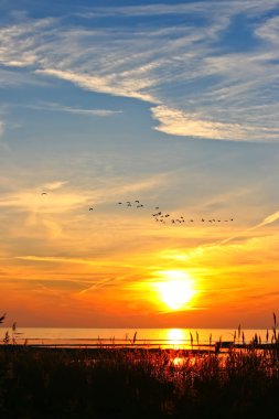 Magnificent sunset with flying birds clipart