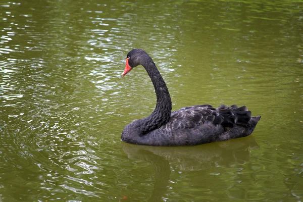 Nadando cisne negro —  Fotos de Stock