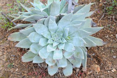 dudleya anthonyi bitki yakın çekim