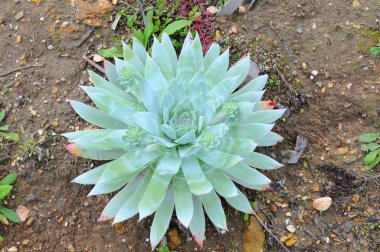 Close up of Dudleya brittonii plant clipart