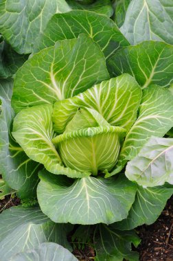 Cabbage Plant Closeup clipart