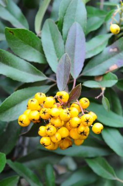 Berries and leaves yellow toyon clipart