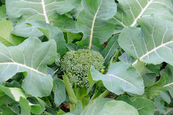 Broccoli växt — Stockfoto