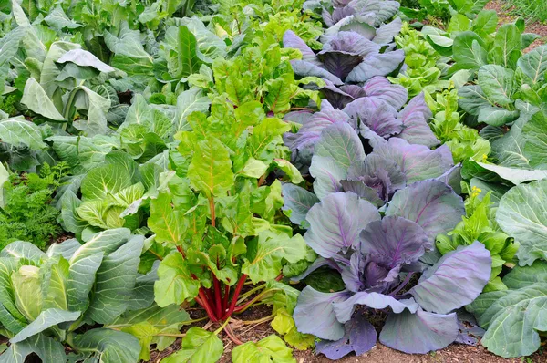 Zimní zeleninová zahrada — Stock fotografie