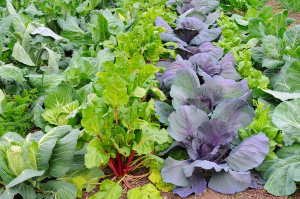 冬季蔬菜花园 免版税图库图片