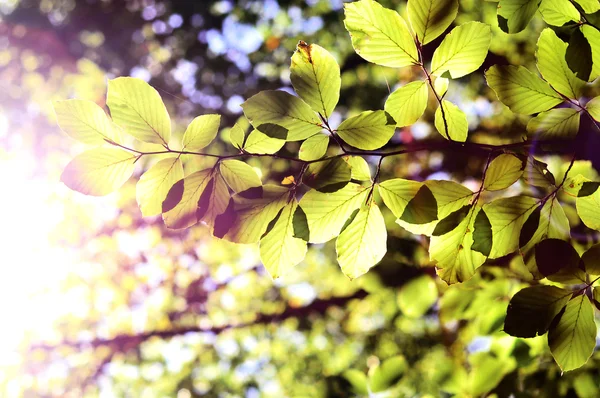 Folhas verdes com raios de sol — Fotografia de Stock