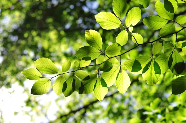 가오리가 달린 녹색 잎 — 스톡 사진