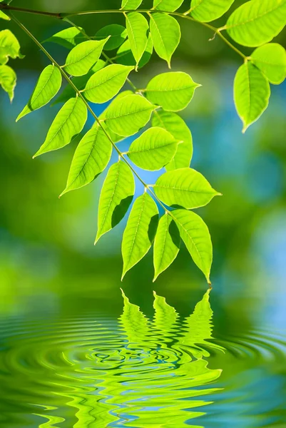 Folhas verdes na água — Fotografia de Stock