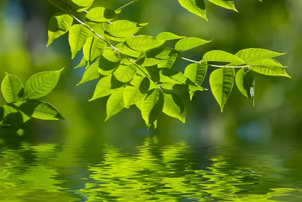 Grüne Blätter im Wasser — Stockfoto