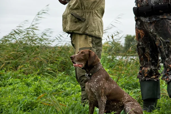 stock image German pointer hunting