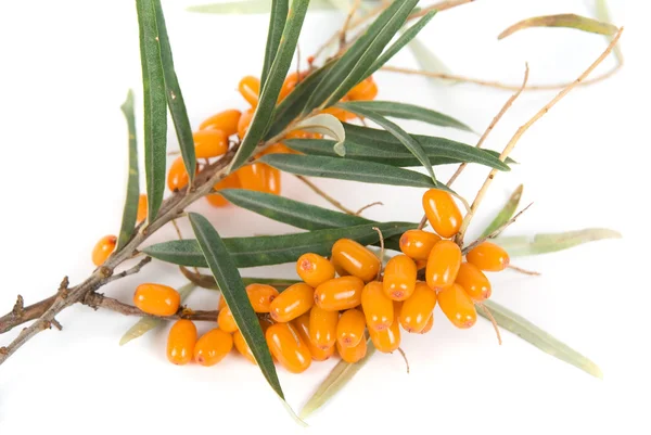 stock image Sea-buckthorn