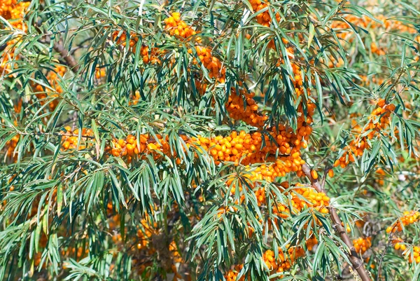 stock image Sea-buckthorn