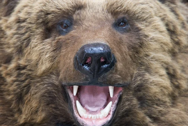 Primer plano del oso —  Fotos de Stock