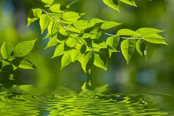 Foglie verdi in acqua — Foto Stock